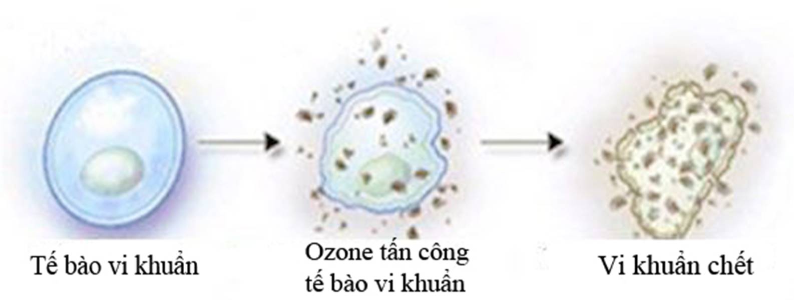 Xử lý mùi hôi trại chăn nuôi