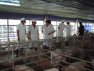 Hệ số đơn vị vật nuôi và công thức chuyển đổi - NGHỊ ĐỊNH 08/2022/NĐ-CP hướng dẫn Luật Bảo Vệ Môi Trường