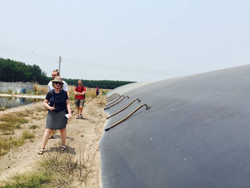 Lợi ích xử lý nước thải chăn nuôi heo sau Biogas