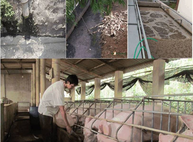 Xử lý nước thải chăn nuôi vấn đề đáng quan tâm hiện nay